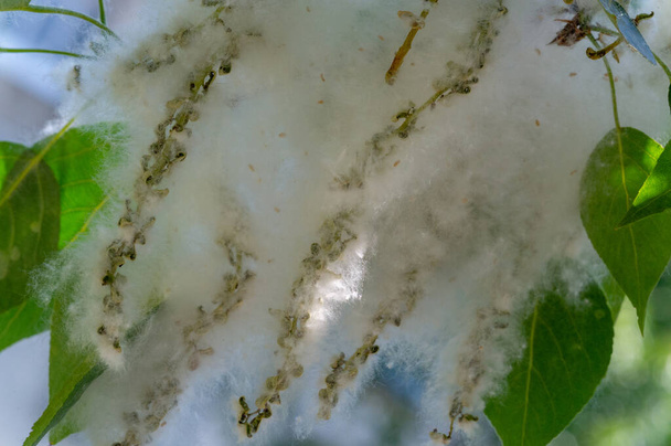 Το Poplar Fluff πάει σε χιονοπτώσεις. ιδανικό αστικό δέντρο, απορροφάται τέσσερις φορές περισσότερο διοξείδιο του άνθρακα από άλλα είδη - Φωτογραφία, εικόνα