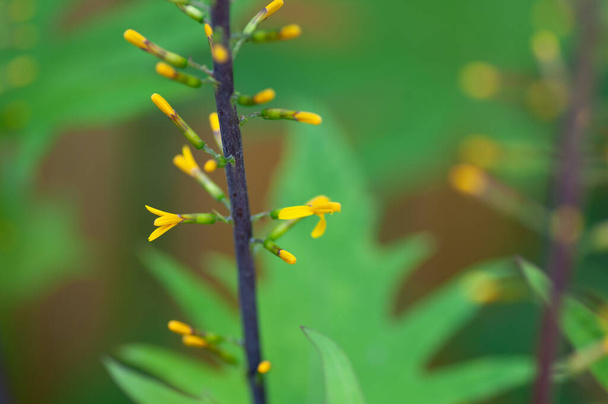 Dark stem with ligularia yellow flower on blur background - Photo, Image