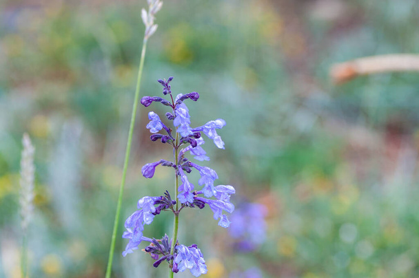 Beautiful violet Salvia flowers in the garden field with blurred background - Photo, Image