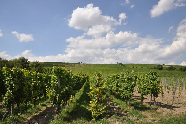 agriculture vineyard, grape trees  - Фото, изображение