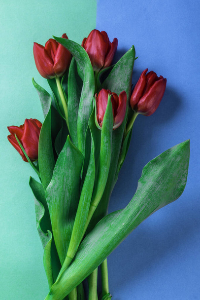 krásný červený tulipán květinové aranžmá, na pestrobarevném zeleném a modrém pozadí, Holiday bouquet blahopřání koncept - Fotografie, Obrázek