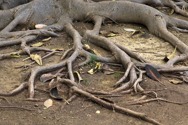 roots of tree bark - Photo, image