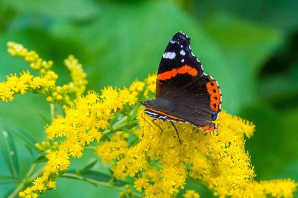 Solidago, commonly called goldenrods,  used in a traditional kidney tonic by practitioners of herbal medicine to counter inflammation. butterfly Vanessa atalanta, the red admiral - Photo, Image