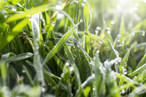 Morning dew on the grass in early spring. - Foto, immagini
