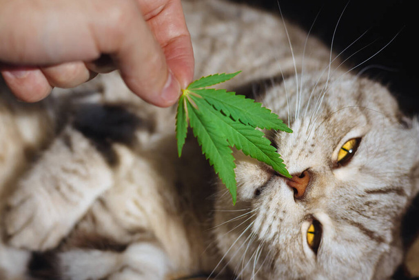 Close up pet portrait with cannabis leaf. Scottish fold cat sniffs green leaf of marijuana in her hands. Concepts and Healthy Medical hemp CBD - Photo, Image