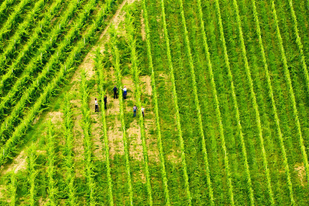 Gamlitz, Sulztal Áustria - 13 06 2018: Vista sobre Lindas fileiras de uvas antes da vindima.Pessoas em trabalho de campo, agricultores entre fileiras. Áustria Eslovénia área Sulztal, Gamliz, Spicnik. Antecedentes padrões verdes, linhas de plantas de uva
 - Foto, Imagem