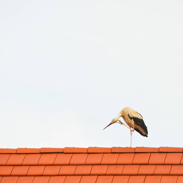 It itches the stork on the roof - Foto, Bild