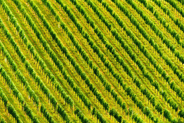 Schöne Traubenreihen vor der Lese. Österreich Slowenien Bereich Sulztal, Gamliz, Spicnik. Hintergrund grüne Muster, Reihen von Traubenpflanzen - Foto, Bild