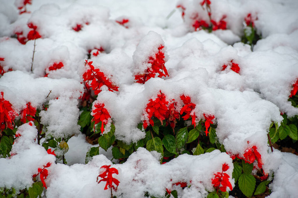 La primera nieve, las flores cubiertas de nieve, el final del cálido otoño, las heladas vienen - Foto, imagen