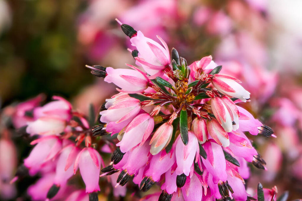 Macro of blossoms from a winter-flowering heather plant (erica carnea) - Photo, Image