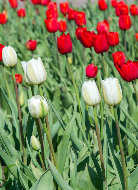 Tulppaanit Tulipa muodostavat suvun kevään kukkivat monivuotinen nurmi sipulimainen geofyyttejä, joiden sipulit kuin säilytyselimiä. näyttävä ja värikäs, yleensä punainen, vaaleanpunainen, keltainen tai valkoinen - Valokuva, kuva