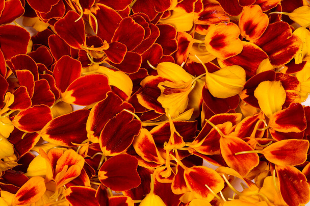 texture background. Pattern of flower petals. Calendula are very important in Nepalese culture, where garlands for marigolds are used in almost every house, especially during the festival in Tihar - Valokuva, kuva