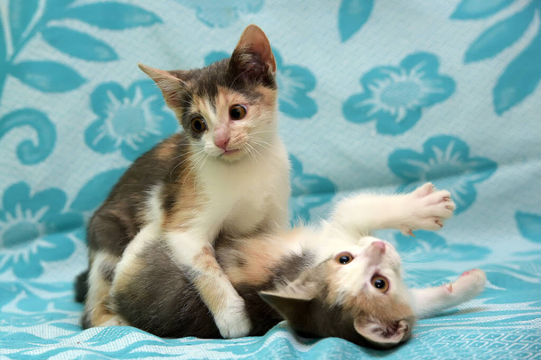 two tricolor kittens play on a blue background - Φωτογραφία, εικόνα