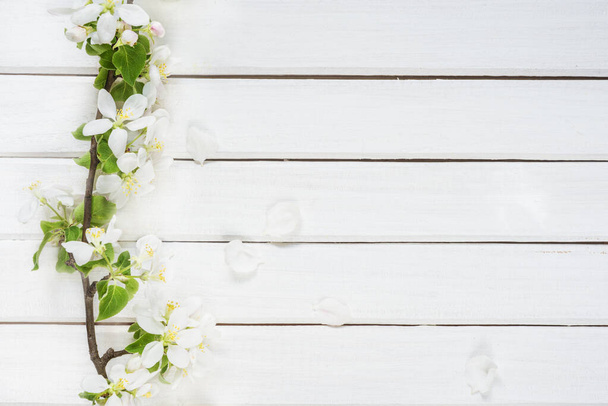 Apple tree branch with white  flowers and green leaves on light wooden background with copy-space; top view, flat lay, overhead view - Photo, Image
