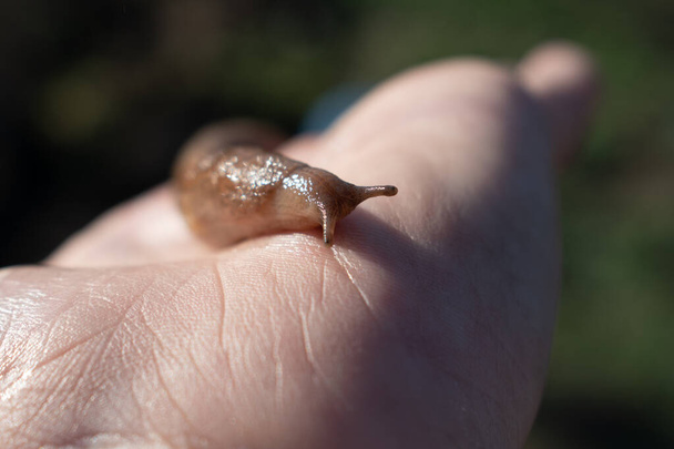 escargot sans coquille (limax), maintenu dans la paume. nuisible aux cultures légumières.
. - Photo, image