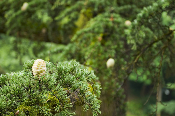 Close-up cedar cones on tree - Photo, image