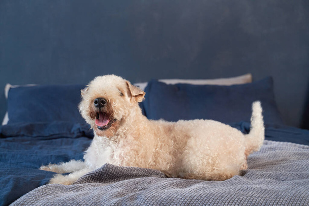 Curly-haired dogs lie on bed in apartment - Фото, изображение