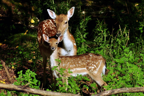 Fallow deer, Forest animal, nature fauna - Fotoğraf, Görsel