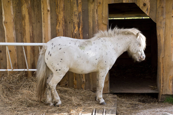 Horse on the farm - Foto, immagini
