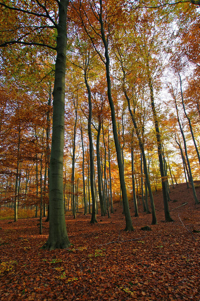 autumn forest, colorful leaves  - Foto, Bild