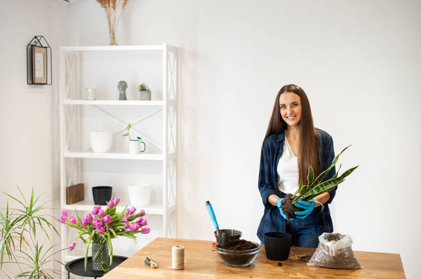 House gardening concept, woman plants houseplants - Valokuva, kuva
