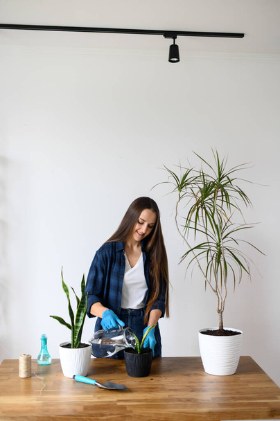 House gardening concept, woman plants houseplants - Fotoğraf, Görsel