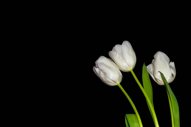 fleurs printanières tulipes isolées sur fond noir.  - Photo, image
