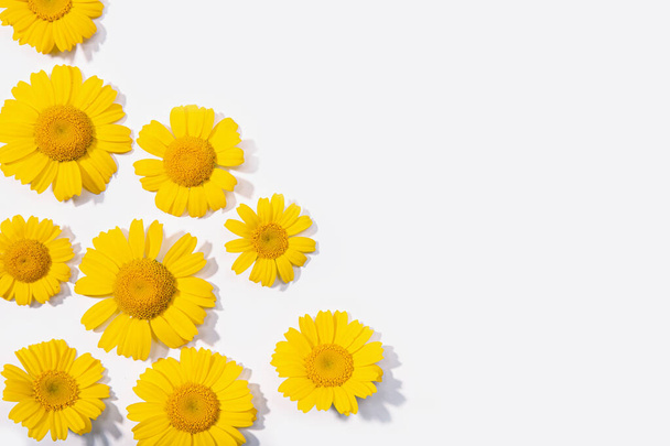 Group of Yellow daisy flower isolated on white background. Spring composition frame. Copy space - Fotoğraf, Görsel