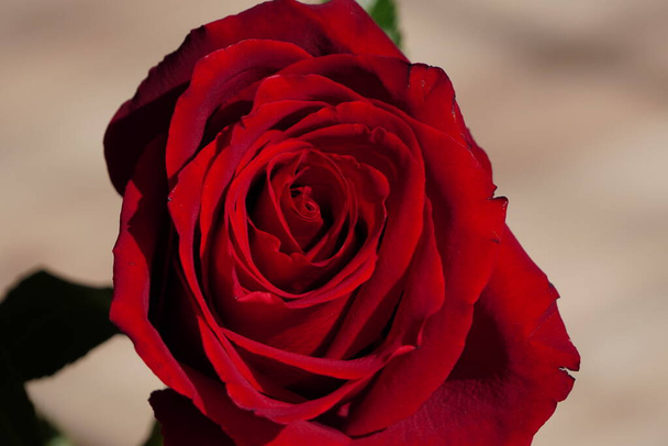Μεγάλο σκούρο κόκκινο τριαντάφυλλο σε ένα ελαφρύ φόντο. Κόκκινο λουλούδι. Δώρο σε μια γυναίκα. Καλλιέργεια λουλουδιών σε αιχμαλωσία. - Φωτογραφία, εικόνα