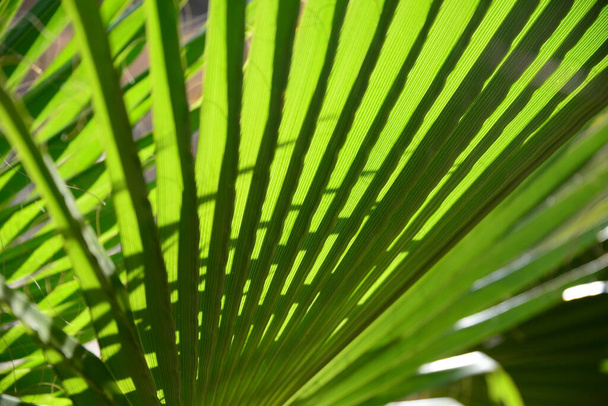 Close up view of palm leaf - Фото, зображення