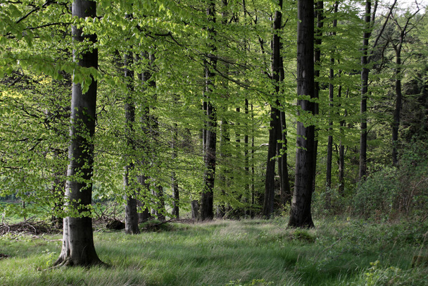 Beech forest in spring - Foto, Imagen