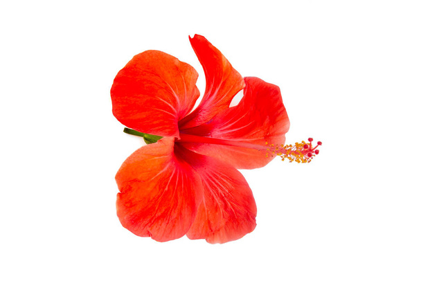 гибискус цветок изолирован или вырезать умереть вырезать с обрезки пути
 - Фото, изображение