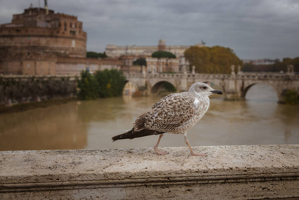 Young herring gull stands on the parapet of a bridge over the Tiber. Rome, Italy.  - Zdjęcie, obraz