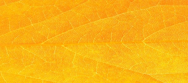 hojas de arce rojo y amarillo sobre un fondo blanco. Cuando las hojas cambian de color de verde a amarillo, naranja brillante o rojo, aprenderá que los árboles comienzan su largo descanso invernal. - Foto, Imagen