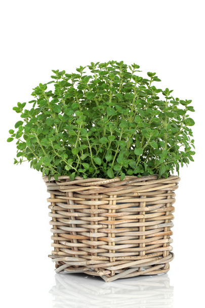 Planta de hierba orégano
 - Foto, imagen