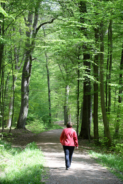 away,forest trail,walk,woman,hike,alone,solo,lonely,solitude,forest trail,forest,spring,spring,nature,landscape,forest,hiking trail,odenwald,book,book forest - Foto, imagen