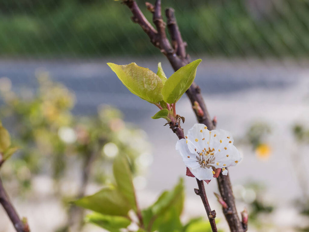 apricot tree flowers of the armenica prunus tree in spring - Photo, Image
