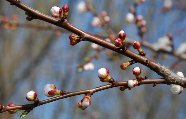 viele zarte weiße Aprikosenknospen wachsen an einem Zweig - Foto, Bild
