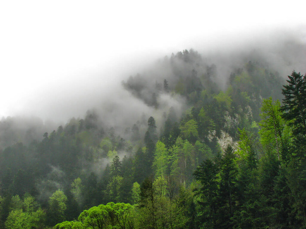 Horský les v mlze - Pieniny - Fotografie, Obrázek