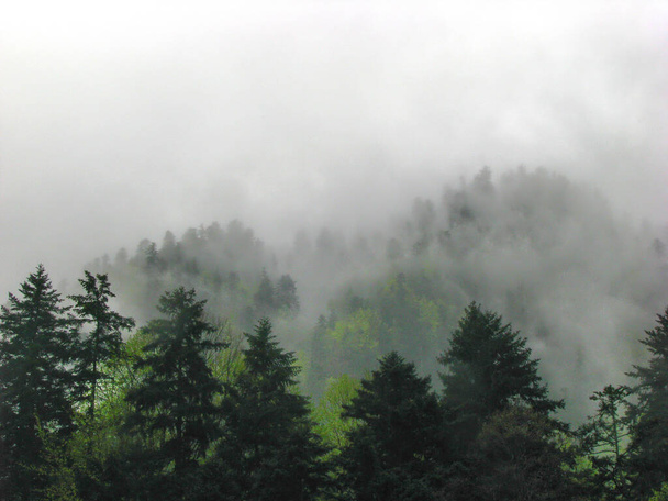 Bosque de montaña en la niebla - Pieniny
 - Foto, Imagen