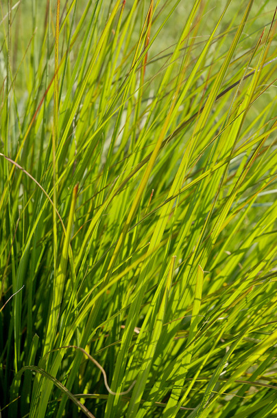 Grass blades - Фото, изображение