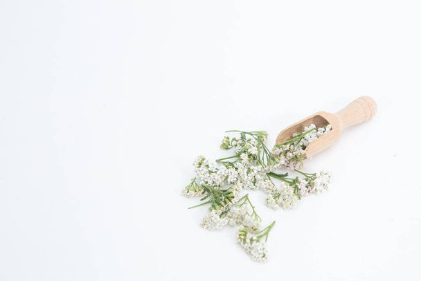 Φρέσκα λουλούδια Yarrow στο λευκό φόντο - Φωτογραφία, εικόνα