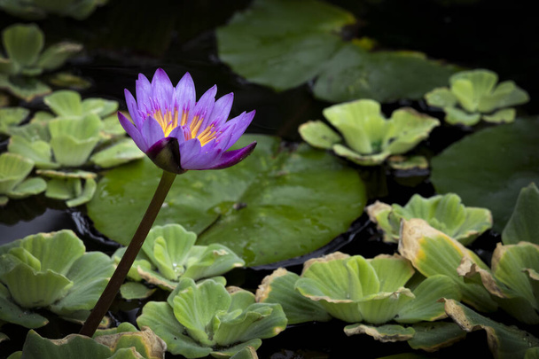 Поразительный цветок водяной лилии расцветает над водой водоема с красивыми и яркими оттенками фиолетового и желтого золота. - Фото, изображение
