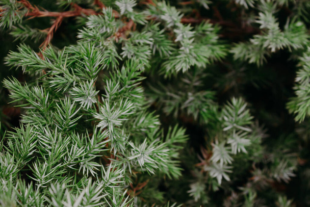 The Chinese juniper. Background of evergreen coniferous shrub close-up. - Photo, Image