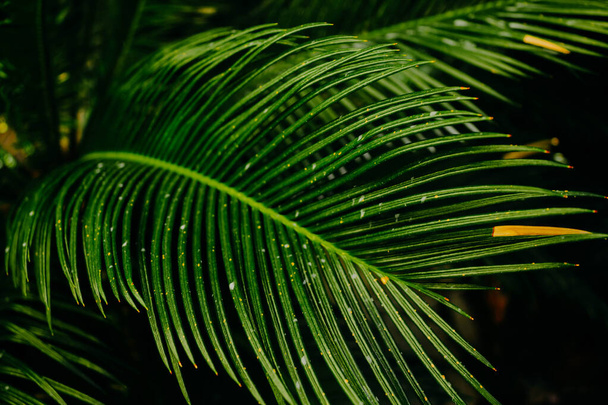 Tropische achtergrond in donkere kleuren. Heldere groene palmbladeren verlicht door zonlicht in schaduwen op een donkere achtergrond - Foto, afbeelding