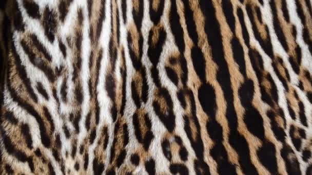 textura pozadí kožešiny Leopard - Záběry, video