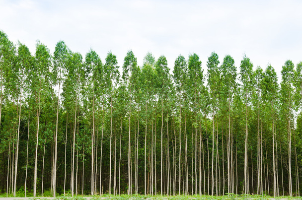 Bosque de eucalipto en Tailandia
 - Foto, imagen