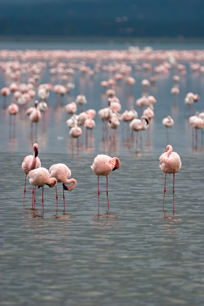 Flamingos no Lago Nakuru
 - Foto, Imagem