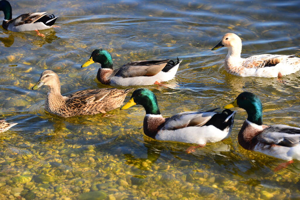 pond water and duck birds wildlife, nature and fauna - 写真・画像