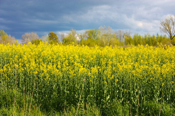 rozloha obrovské náhorní plošiny vysokých žlutých květin bez obzoru pod krásnou olověnou oblohou v Toskánsku - Fotografie, Obrázek
